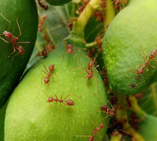 Fire Ants - Best Outdoor Ant Killers