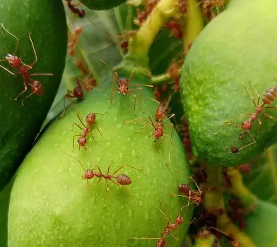 Fire Ants - Best Outdoor Ant Killers