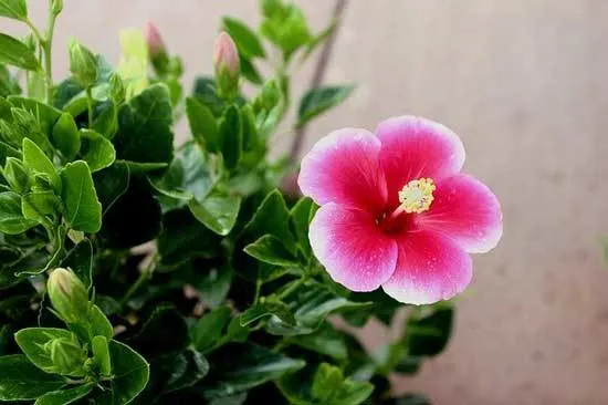 Hibiscus Pot Hibiscus Pot - Where to Plant Hibiscus