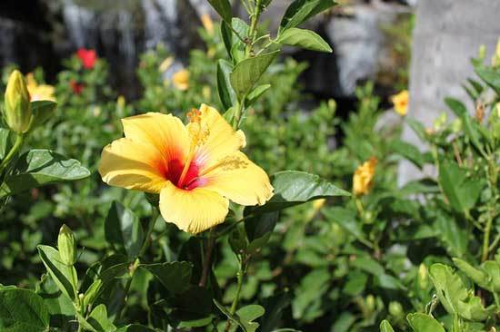 Hibiscus Sufficient sunlight - Where to Plant Hibiscus