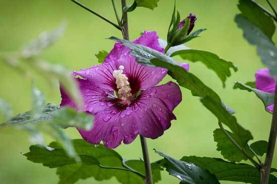 Hibiscus Well drained Soil - Where to Plant Hibiscus