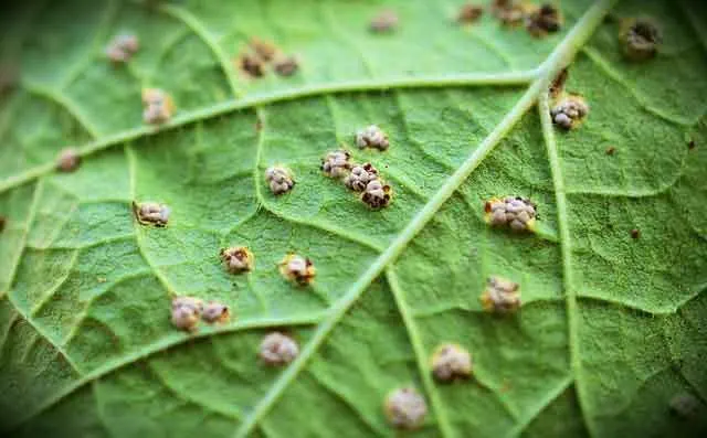 Hollyhock Rust Hollyhock Rust - When To Plant Hollyhock Bulbs