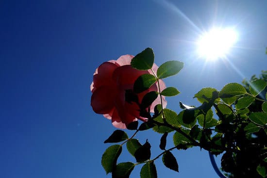How Much Sun Do Roses Actually Need 3