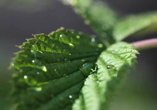 How Often to Water My Mint