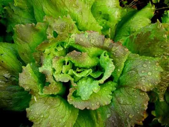 Why Is My Lettuce Bitter