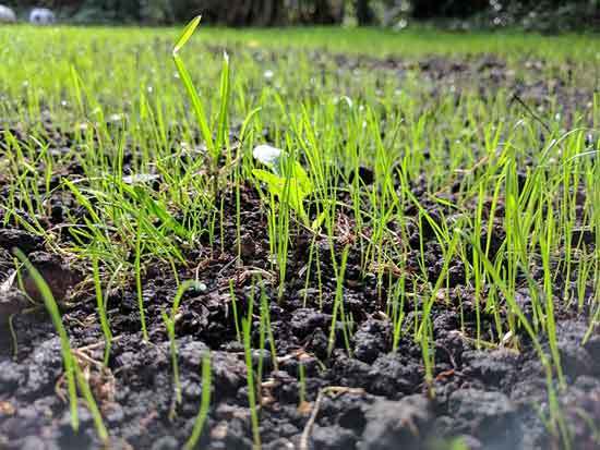 Plant Grass Seed - How Long After Weed Killer Can I Plant Grass Seed