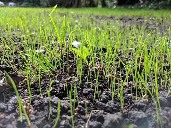 Plant Grass Seed - How Long After Weed Killer Can I Plant Grass Seed