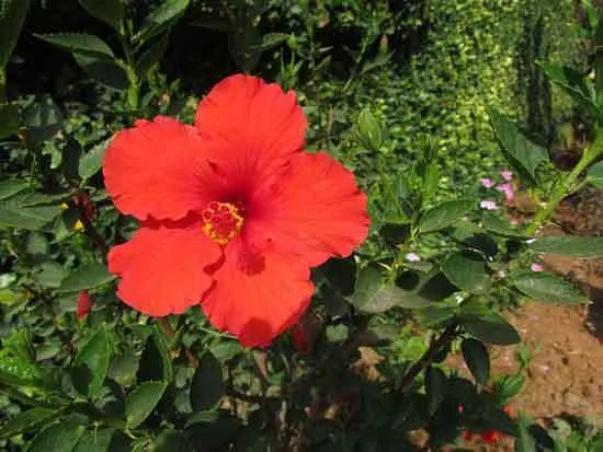 Sufficient Space for The Root Hibiscus - Where to Plant Hibiscus