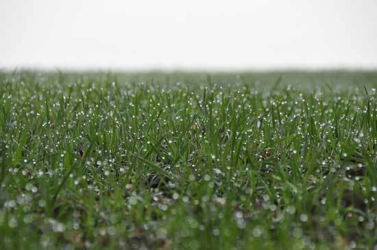 Water New Grass Seed - When To Stop Watering New Grass Seed
