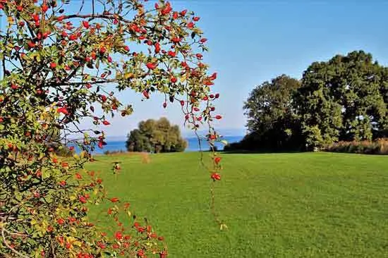 Wild Roses - How Much Sun Do Roses Actually Need