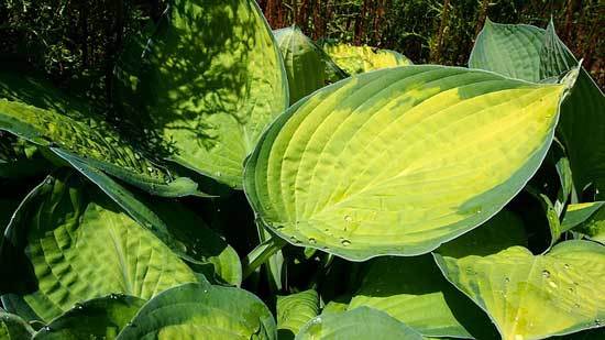 beautiful hostas 2 beautiful hostas 2
