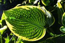 beautiful hostas beautiful hostas