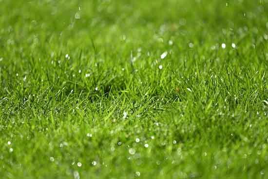 grass grain drop - Can You Mow In The Rain