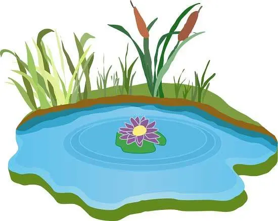 grass pond - How Often Should You Water New Sod