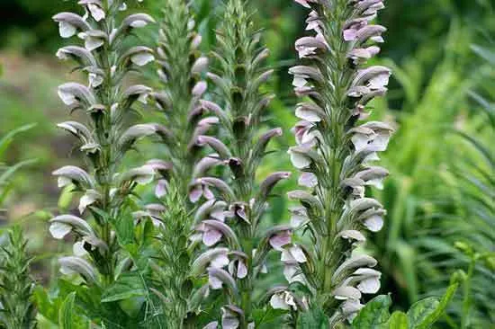 Acanthus - Flowers That Start With A