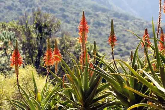 Aloe Succotrina Aloe Succotrina - Flowers That Start With A