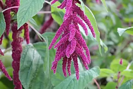 Amaranth - Flowers That Start With A