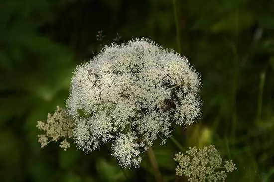 Angelica - Flowers That Start With A