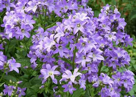 Bellflower Bellflower - Flowers That Start With B
