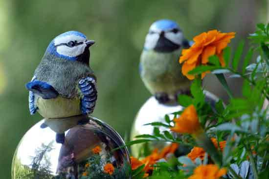 Birds - What Eats Marigolds