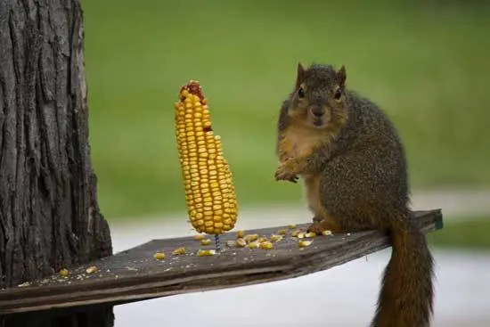 Brown Squirrel Eating Corn Brown Squirrel Eating Corn