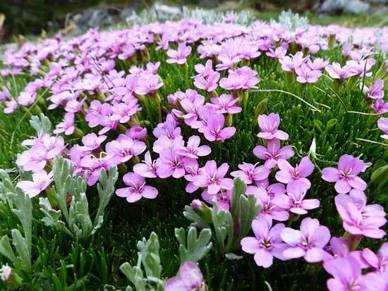 Catchfly Silene Dioica - Flowers That Start With C