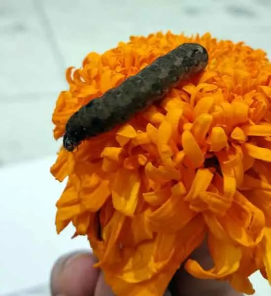 Caterpillars - What Eats Marigolds