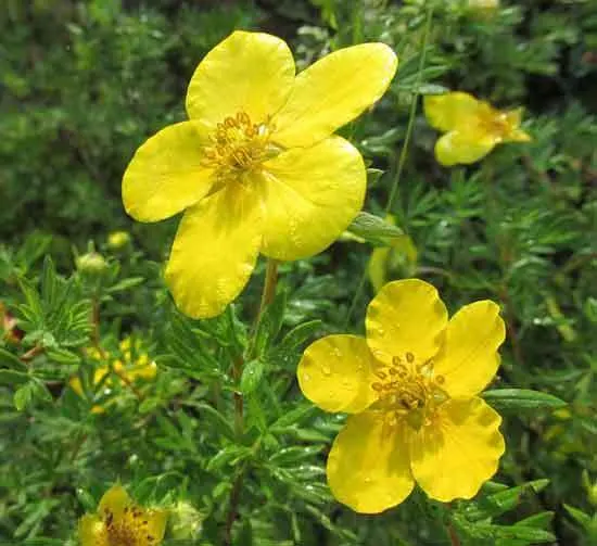 Cinquefoil Potentilla - Flowers That Start With C