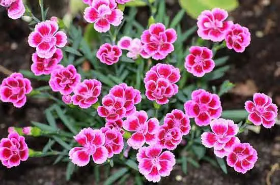Clove Pink Dianthus Caryophyllus Clove Pink Dianthus Caryophyllus - Flowers That Start With C