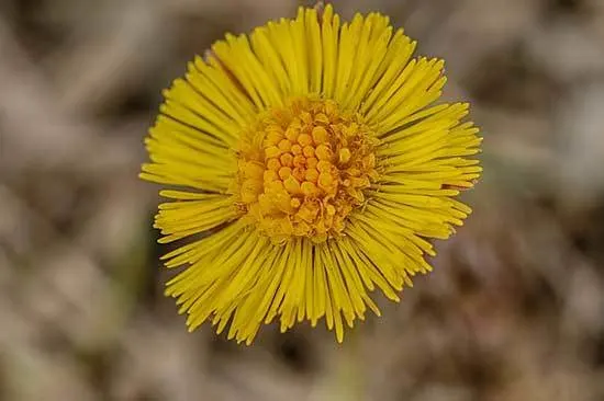 Coltsfoot Tussilago Farfara - Flowers That Start With C