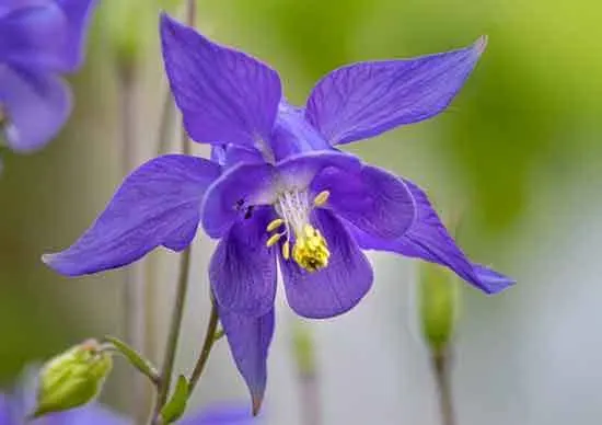 Columbine Aquilegia - Flowers That Start With C