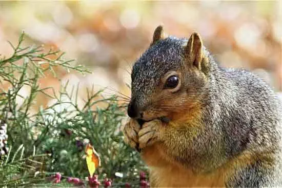 Fox Squirrel Eating Sunflower Seeds