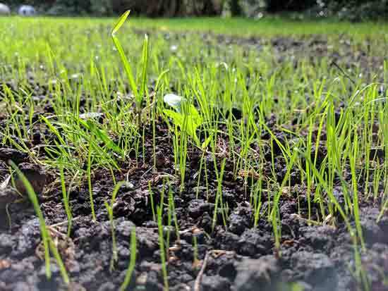 Grass Seed - How Long Does Grass Seed Take To Sprout