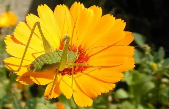 Grasshoppers - What Eats Marigolds
