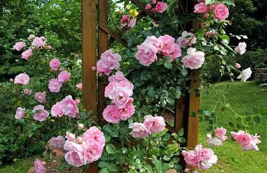 How to Plant A Rosebush