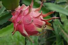 How to Tell When Dragon Fruit Is Ripe How to Tell When Dragon Fruit Is Ripe