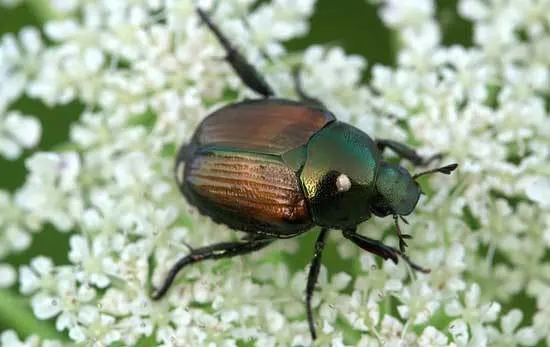 Japanese Beetles - What Eats Marigolds