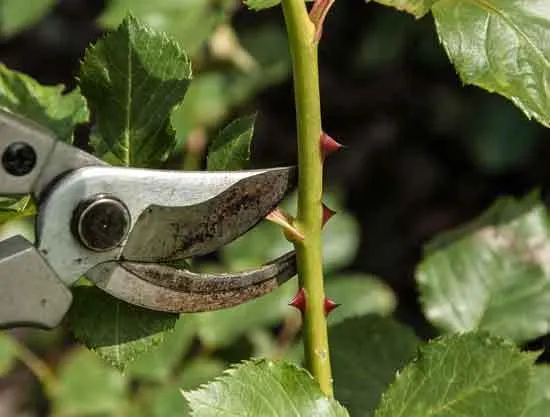 Pruning knockout roses - When Do You Cut Back Knock Out Roses