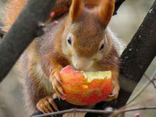 Red squirrel eating apple