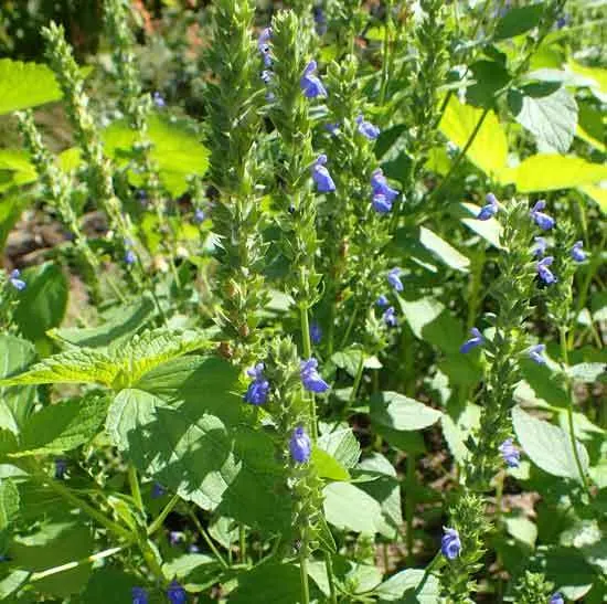 Salvia hispanica - What are Chia Seeds