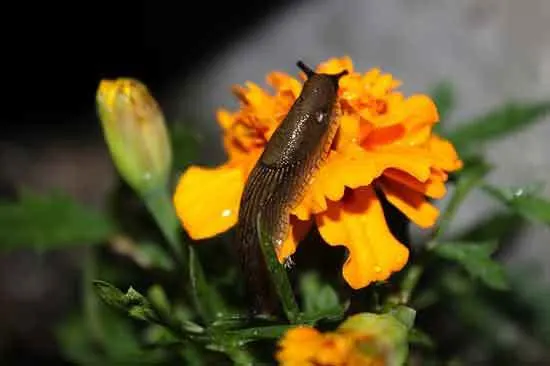 Slugs - What Eats Marigolds
