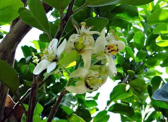 Ugly Fruit Flower - Flowers That Start With U