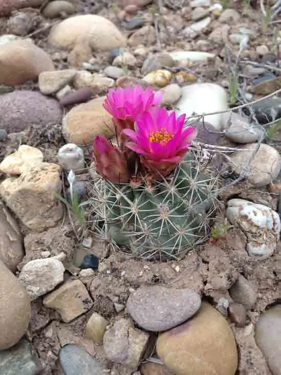 Uinta Cactus - Flowers That Start With U