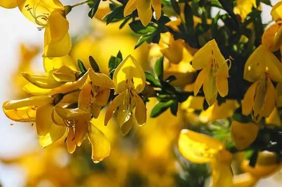 Ulex Europaeus - Flowers That Start With U