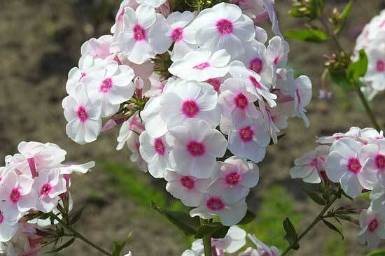 When to Plant Phlox 2 When to Plant Phlox 2