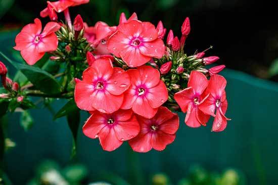 When to Plant Phlox