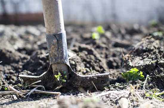 digging hole - How to Plant A Rosebush 