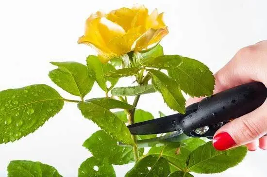 pruning rose - How to Plant A Rosebush