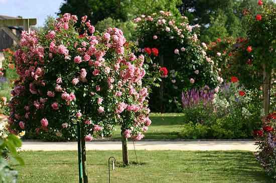 rosebush - How to Plant A Rosebush