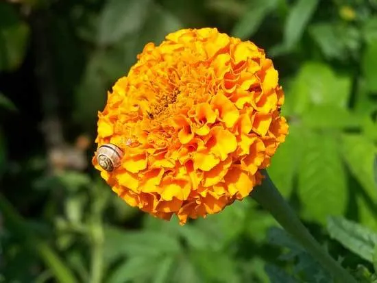 What Eats Marigolds